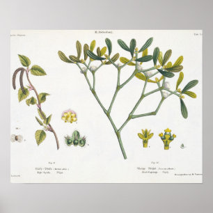 Birke (verlassen) und Mistelzweig (recht), Fig. 9 Poster