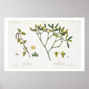 Birke (verlassen) und Mistelzweig (recht), Fig. 9 Poster