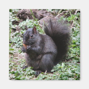 BIRKEN-BUCHT-EICHHÖRNCHEN MAGNET