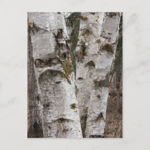 Birken Postkarte