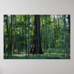 Birken und Buchen mit Redwood-Baum Poster