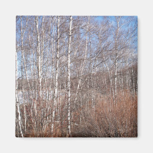 Birken-Waldmagnet Magnet