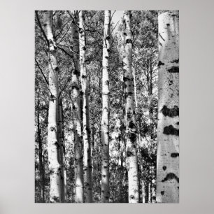 Birken-Waldungs-Plakat Poster
