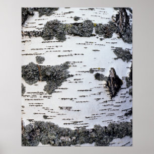 Birkenbaum im Wald, Detail, mit Moos Poster