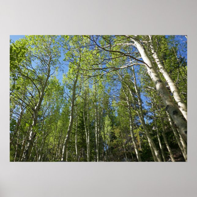 Birkenbäume im Rocky Mountain Poster (Vorne)