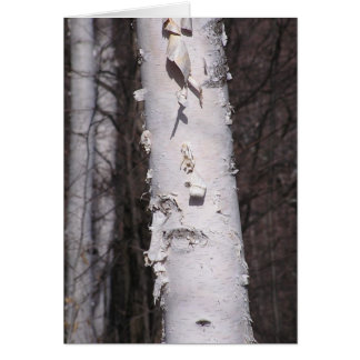 Birkenkarte (Betula papyrifera)