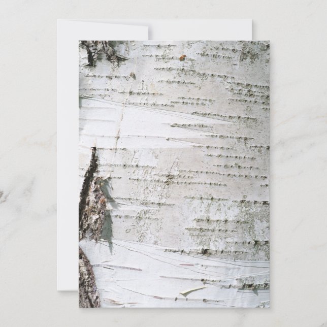 Birkenrinde (Vorderseite)