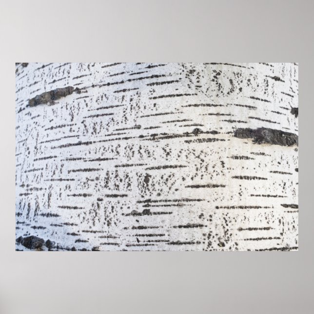 Birkenrinde Poster (Vorne)