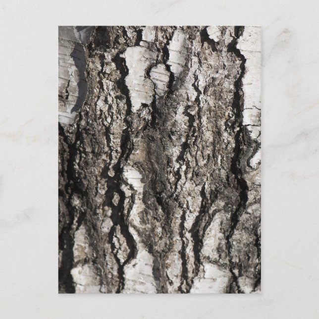Birkenrinde Postkarte (Vorderseite)