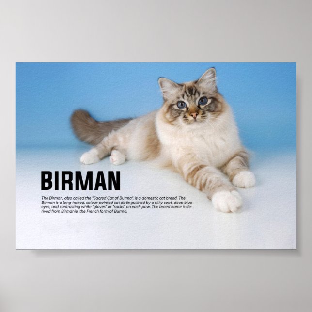 Birman Cat Breed - Heilige Katze Birmas Poster (Vorne)