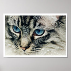 Birman Cat Face Nah-up Print Poster