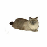 Birman Cat Freistehende Fotoskulptur<br><div class="desc">Diese Fotoskulptur ist eine Birman-Mix-Katze</div>