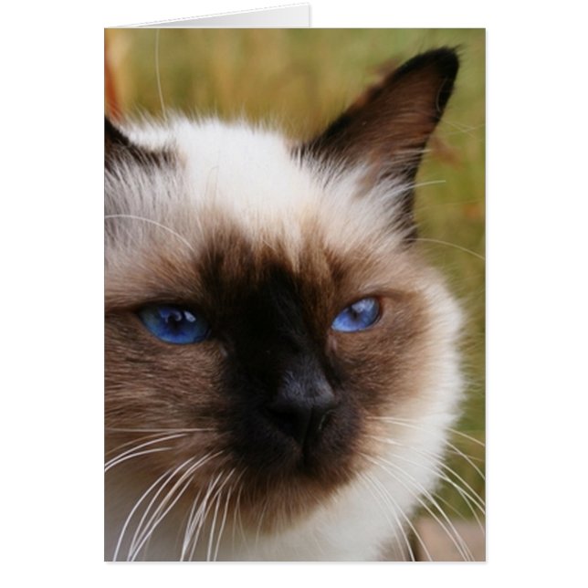 birman.png (Devant)