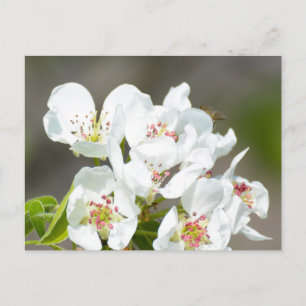 Birnbaum blühend postkarte
