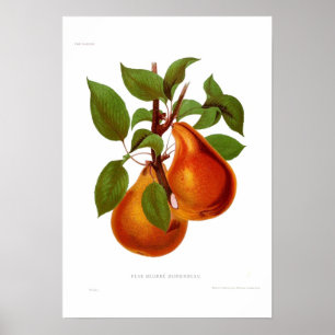Birne Beurre Durondeau Poster