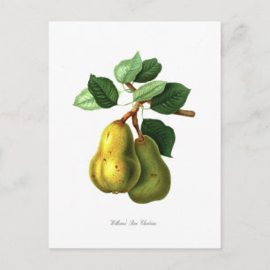 Birne Postkarte