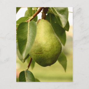 Birne Postkarte