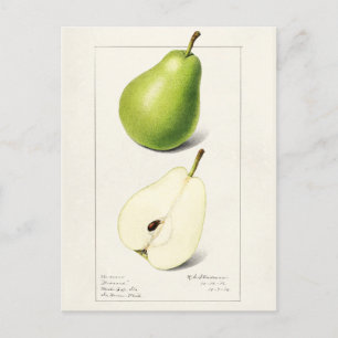 Birne (Pyrus Communis) Aquarellmalerei Postkarte