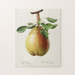 Birne (Pyrus Communis) Frucht Aquarellmalerei