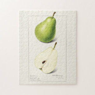 Birne (Pyrus Communis) Frucht Aquarellmalerei