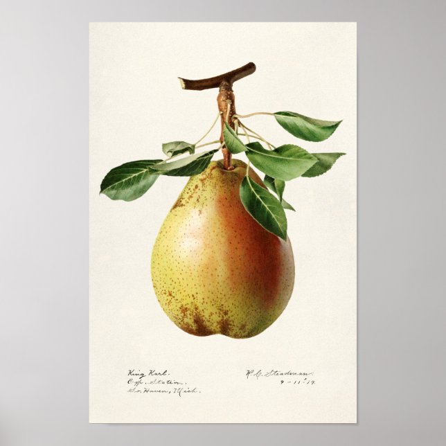 Birne (Pyrus Communis) Fruchtfarben Poster (Vorne)