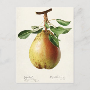 Birne (Pyrus Communis) Fruchtfarben Postkarte