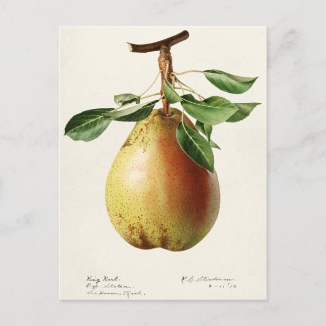 Birne (Pyrus Communis) Fruchtfarben Postkarte (Vorderseite)