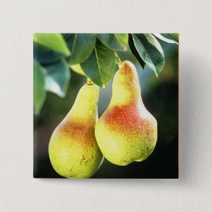 Birnen am Baum Foto Button