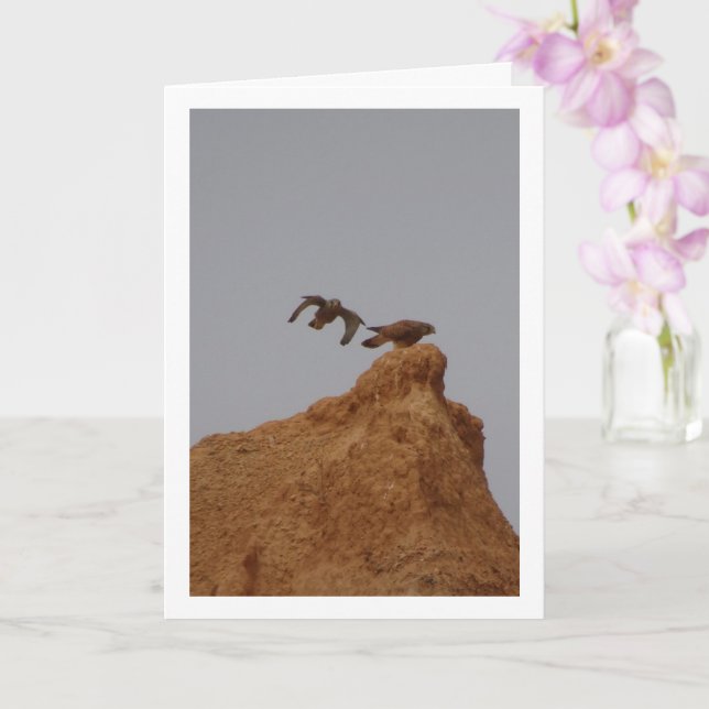 Birnen des Kestrel, Falco-Tinnunculus-Karte Karte (Orchidee)