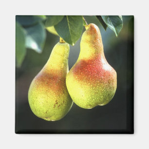 Birnen Magnet