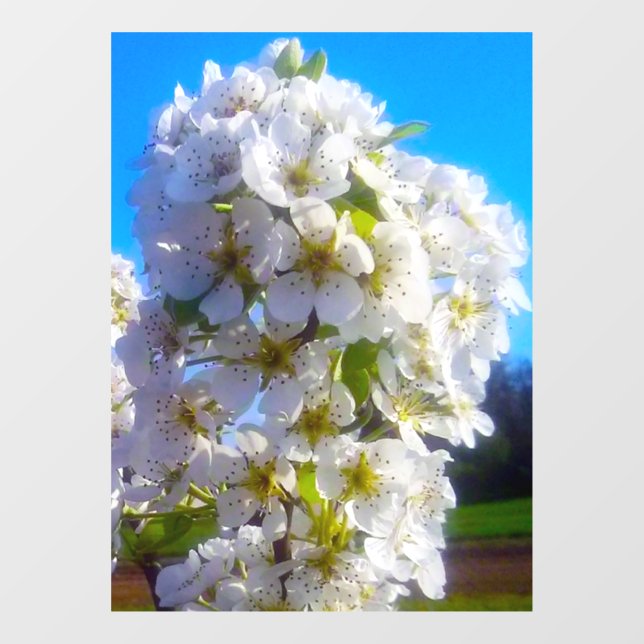 Birnenblüten Fensteraufkleber (Blatt)