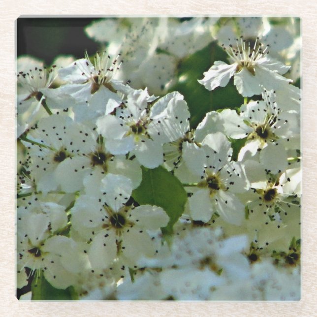 Birnenblüten in Blüte Glasuntersetzer (Vorderseite)