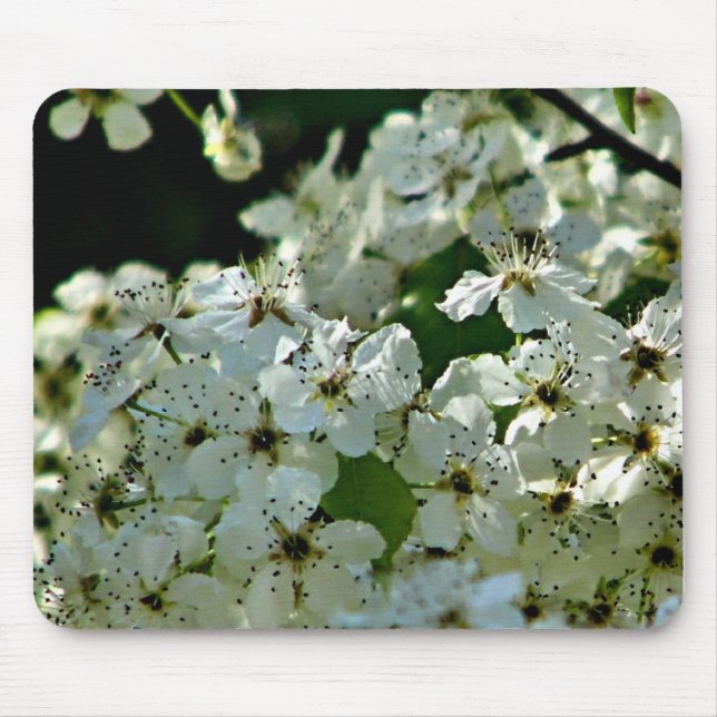 Birnenblüten in Blüte Mousepad (Vorne)