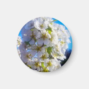 Birnenblüten Magnet