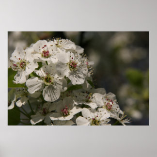 Birnenblüten Poster