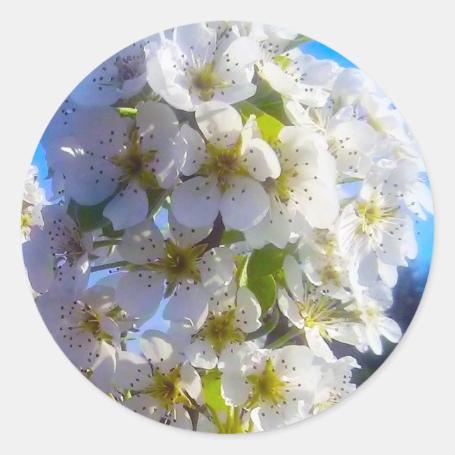 Birnenblüten Runder Aufkleber (Vorderseite)