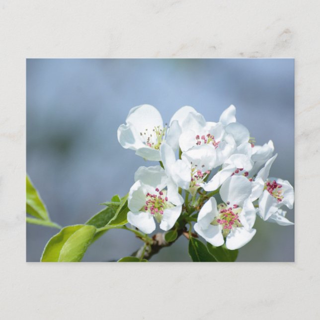 Birnenstaub Postkarte (Vorderseite)