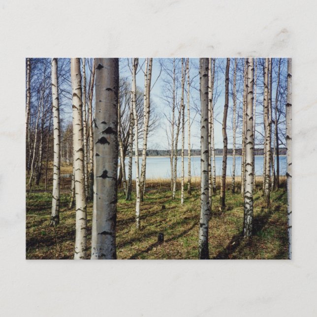 Birnenwald in Finnland Postkarte (Vorderseite)