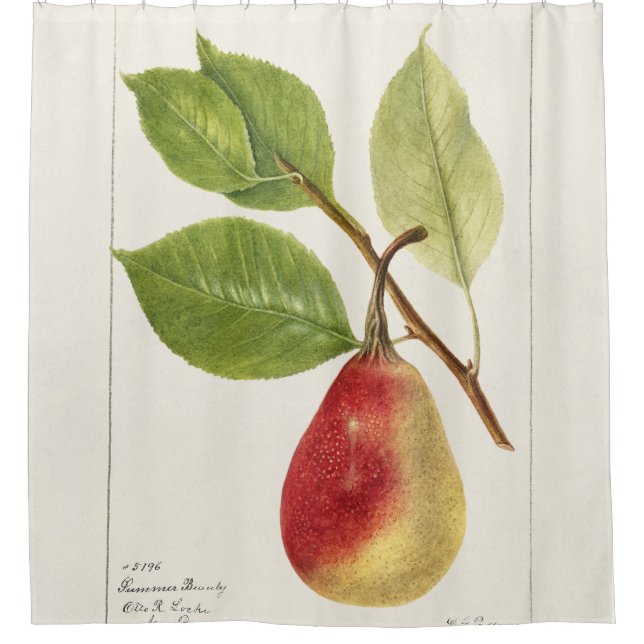 Birnenzweig (Pyrus Communis)(1893) Small Duschvorhang (Vorderseite)