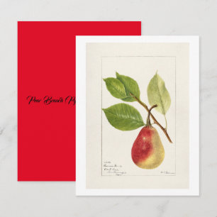 Birnenzweig (Pyrus Communis)(1893) Small Mitteilungskarte