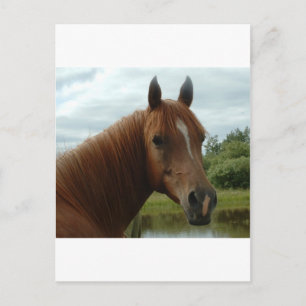 Birthday 012 postkarte