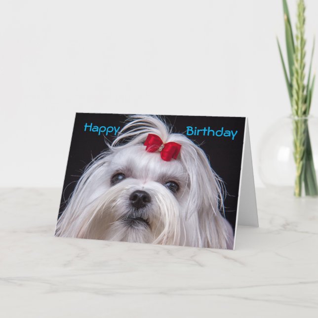 Birthday Card Maltese white toy Dog Karte (Vorderseite)
