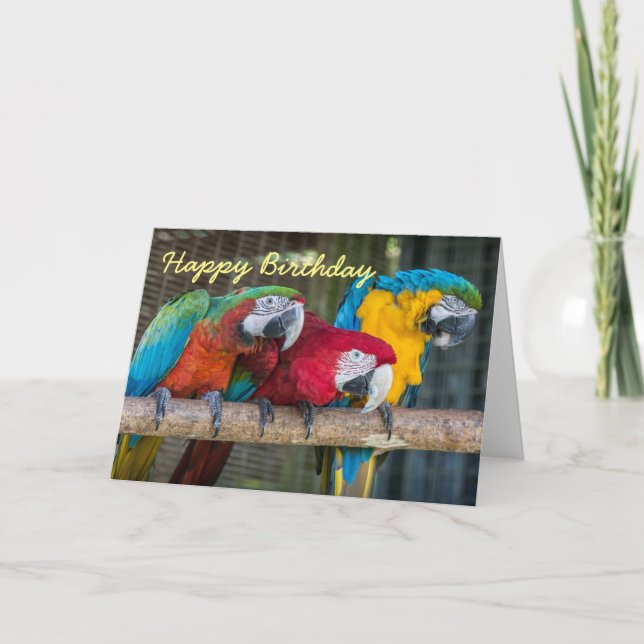 Birthday card three Macaw parrots Karte (Vorderseite)