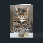Birthday Cat Funny Tabby Grumpy Green Eyes Squint Karte<br><div class="desc">Diese lustige Geburtstagskarte zeigt vorne ein großes, graues Tabby mit gezinkten grünen Augen. Sein Name ist Biggie. Wir wüssten gerne, warum er so aus dem Häuschen ist. Vor Biggie's Foto stehen die Worte "Es ist mein Geburtstag" Inside, die Nachricht geht weiter: "Wenn ich sage, es ist mein Geburtstag." Hier können...</div>
