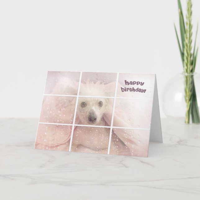 Birthday-Chinese Crested Hairless Dog Karte (Vorderseite)