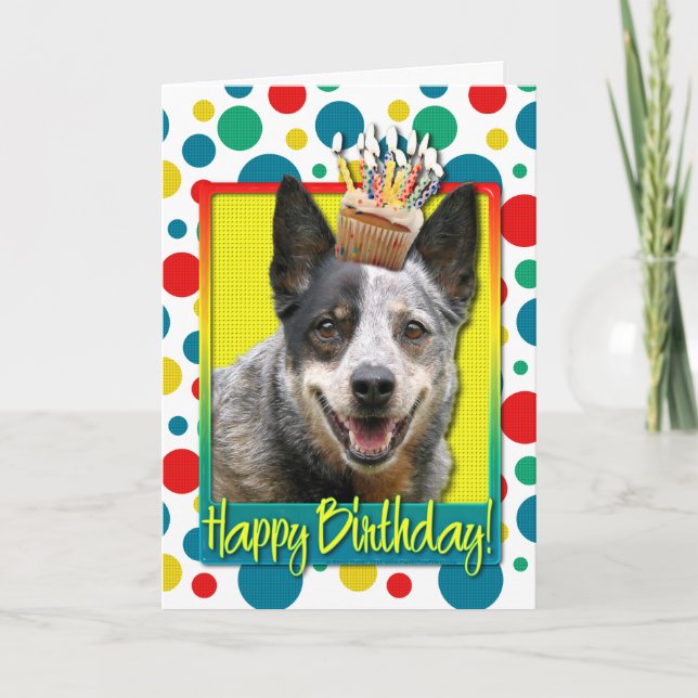 Birthday Cupcake - Australian Cattle Dog Karte (Vorderseite)