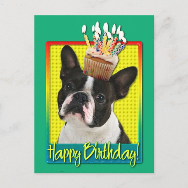 Birthday Cupcake - Boston Terrier Postkarte (Vorderseite)