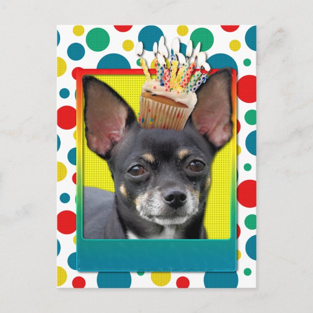 Birthday Cupcake - Chihuahua - Isabella Postkarte (Vorderseite)