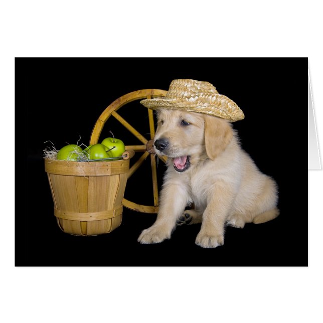 Birthday Golden Retriever mit Äpfeln (Vorderseite (Horizontal))