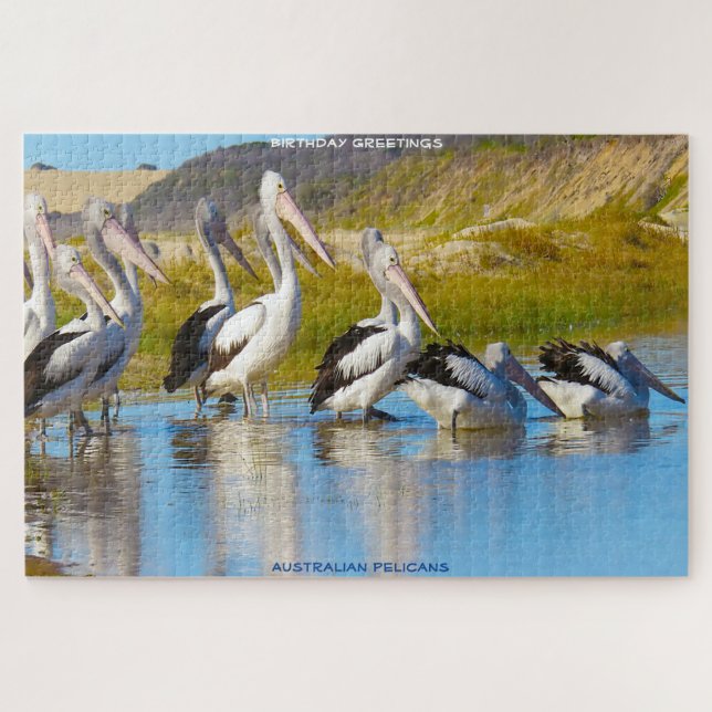 Birthday Greetings Australian Pelicans (Horizontal)